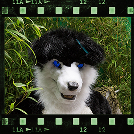 Eurofurence 2015 fursuit photoshoot. Preview picture of Bolt, Blackie